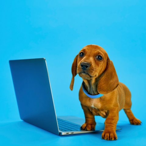 Kybernetická bezpečnost: jak chránit svá data v online prostředí